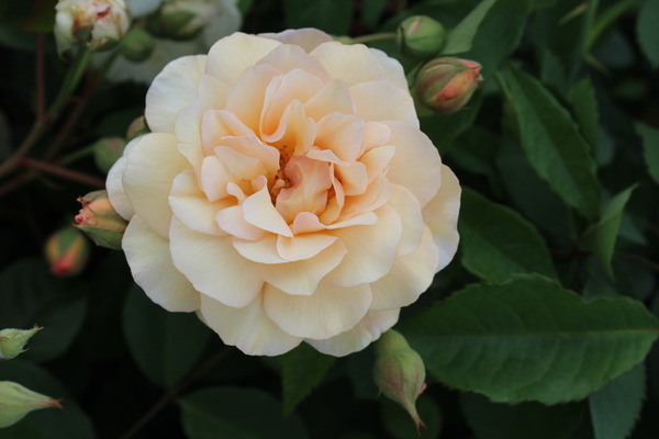 Rose Buff Beauty