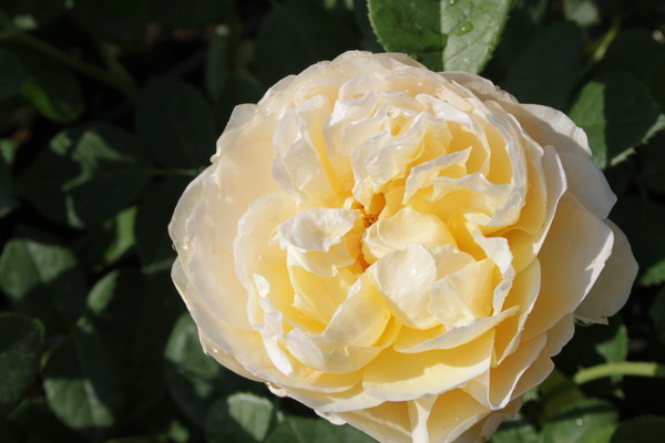 geöffnete Blüte im Abblühen geöffnete Blüte im Abblühen