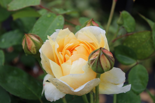 Rose Charlotte im grossen Container Rose Charlotte im grossen Container
