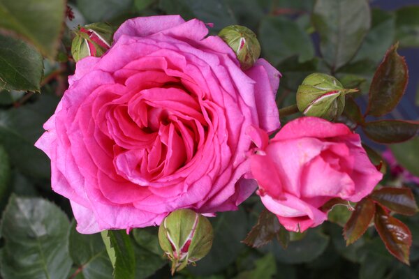 Rose Claire Marshall, rosa, Duftrose