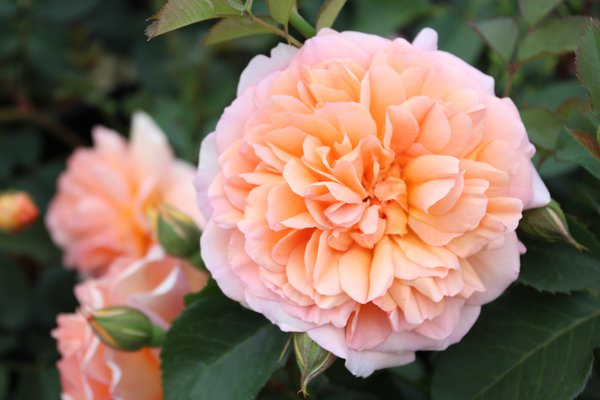 Englische Strauchrose 'Dame Judi Dench'