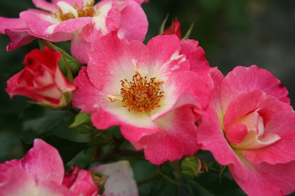 Blüte Rosenbeet