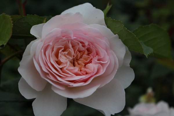 Englische Strauchrose 'Emily Bront'