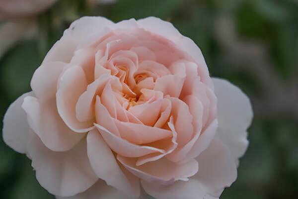 Englische Rose, Strauchrose, Rose, Austin Rose Emily Bront (korr)