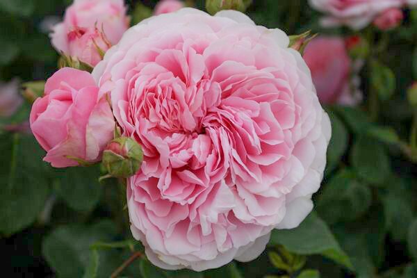 Englische Rose, Strauchrose, Rose, Austin Rose 'Eustacia Vye' (korr)