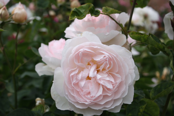 Roses anglaises Rose Gentle Hermione Lubera