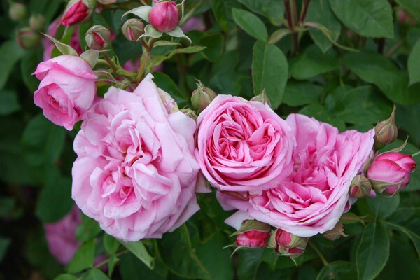 Gertrude Jekyll® (im grossen Container, korr) Gertrude Jekyll® (im grossen Container, korr)