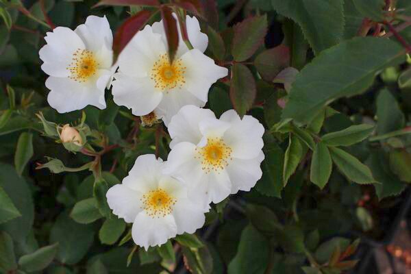 Englische Rose, Strauchrose, Rose, Austin Rose 'Kew Gardens' (korr)