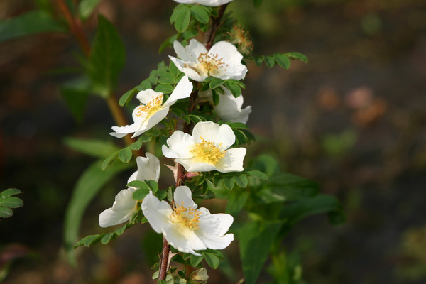 Omeiensis Pteracantha (im grossen Container), Winterblüher