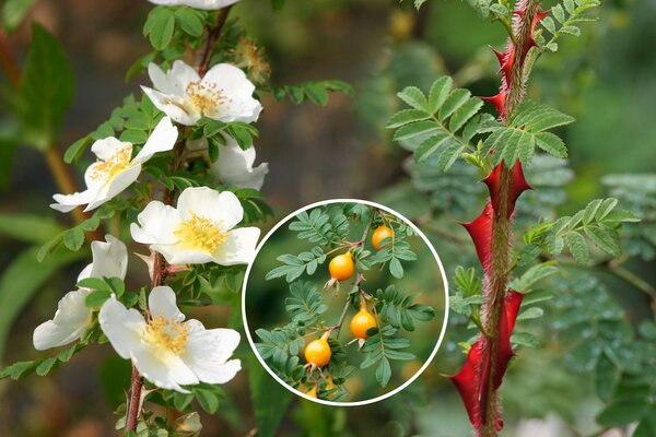 Rose omeiensis Pteracantha (im grossen Container), Kombi