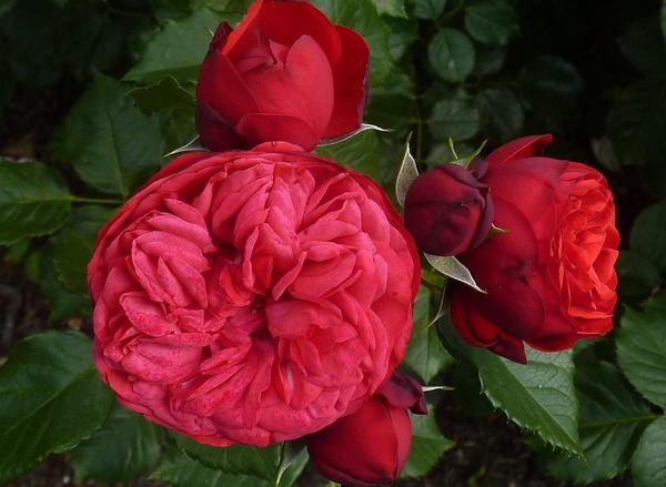 Piano öfter blühende nostalgische Edelrose