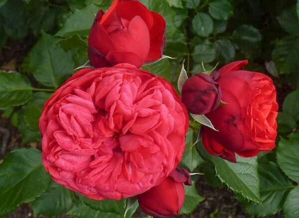 Rose Piano, fter blhende nostalgische Edelrose (korr)