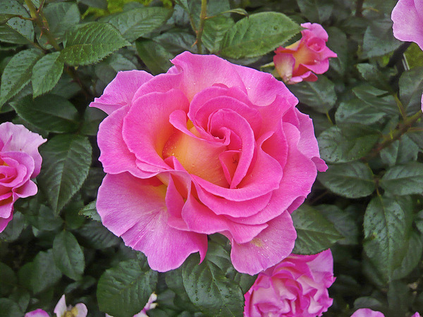 Rose Delbard Pink Paradise, Edelrosen pflanzen