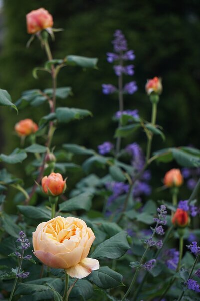 Rose 'Roald Dahl' , Rosa 'Roald Dahl'