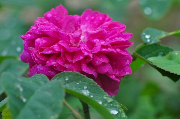 Rose 'Rose de Resht', Rosa