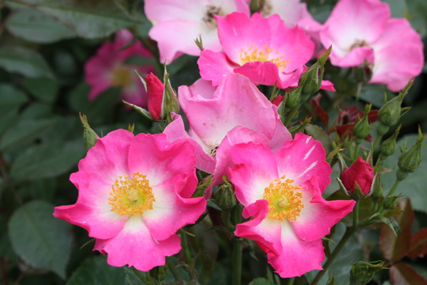 Beetrose Roseasy® Athos Beetrose Roseasy® Athos