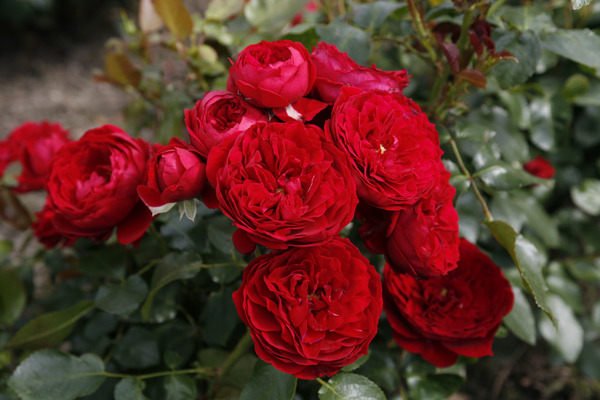 Rotkppchen, rosen im topf