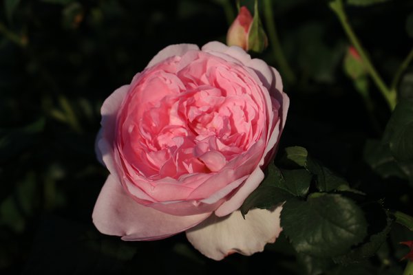 Englische Strauchrose 'Scepter d'Isle' Englische Strauchrose 'Scepter d'Isle'