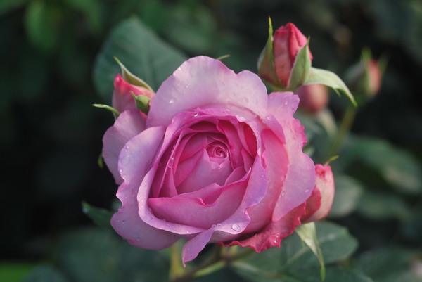 Rose Souvenir de Louis Amade ®