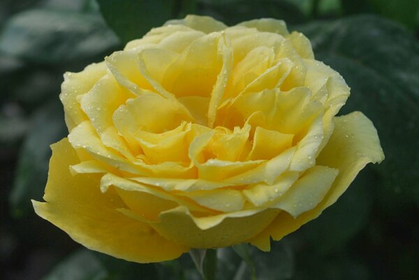 Rose Souvenir de Marcel Proust (korr)