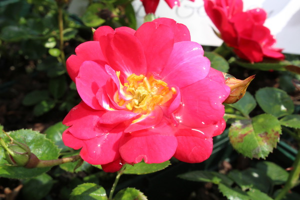 Rose The Fairy Red® - rote Bodendeckerrose