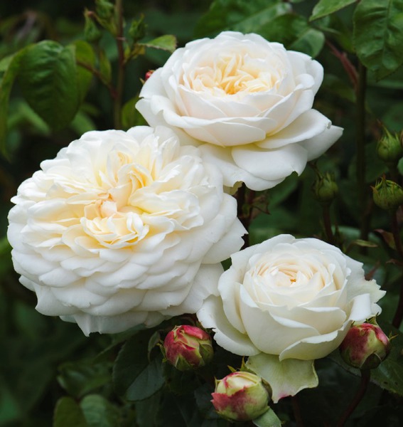 David Austin Rose Tranquillity