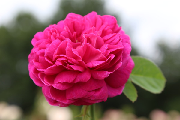 Englische Rosen Rose de Resht  Lubera