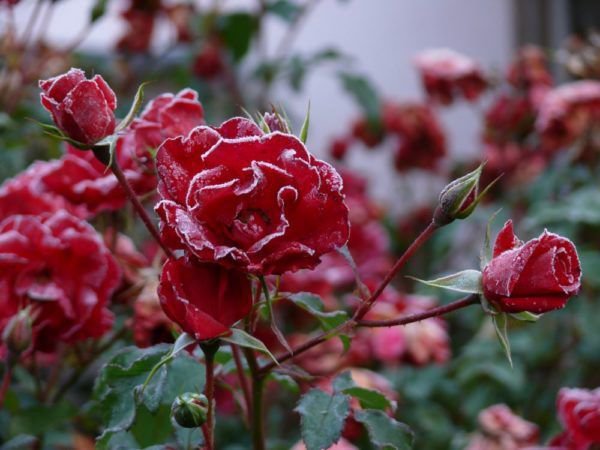 Pflanzen vor dem Frost schützen