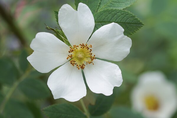 Rose Musquee sans Soucis, Strauchrose