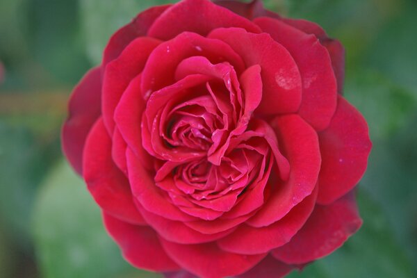 Rose Ruby Kiss, Edelrose