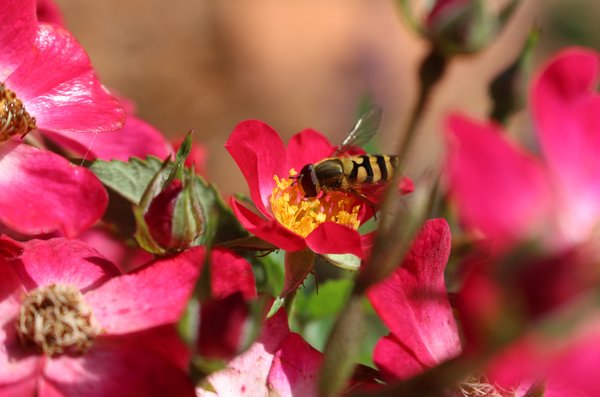 Schwebfliege auf Suche nach Pollen und Nektar, Rosenblüte der Beetrose Roseasy, insktenfreundliche stauden