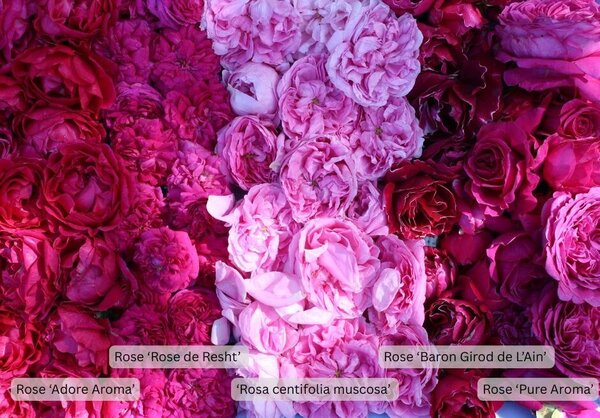 Rosen fr Sirup, Sirup-Rosen, Rosensirup, Historische Rose centifolia muscosa, 'Baron Girod de L'Ain', 'Rose de Resht', Duftrosen 'Pure Aroma', 'Adore Aroma'