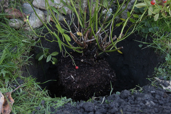 Planter des rosiers profondeur de plantation Lubera