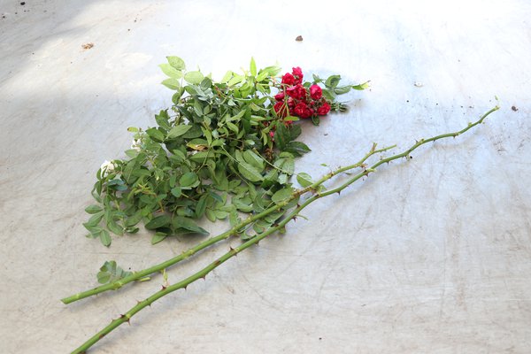 Rosen vermehren Steckholz Lubera