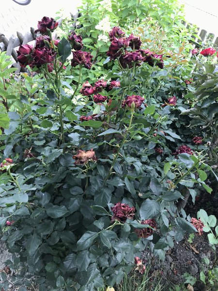 Sommerschnitt Rosen