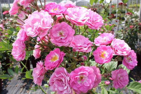 Kletterröslein Roseasy® Married®
