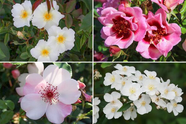 Rosen Bundle, Set, Einfach bienenfreundlich, 4 Sorten Rosen Bundle, Set, Einfach bienenfreundlich, 4 Sorten