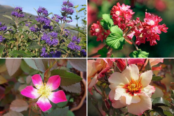 Rosen Bundle, Set, Einfach überzeugend, 4 Sorten Rosen Bundle, Set, Einfach überzeugend, 4 Sorten