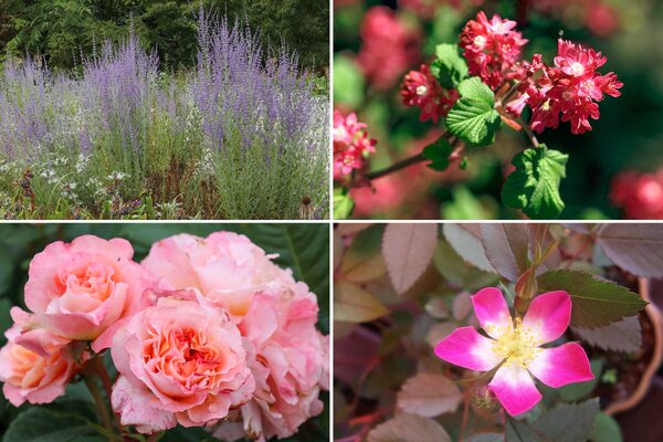 Rosen Bundle, Set, Fruchtfarbiges Edelrosen-Beet Rosen Bundle, Set, Fruchtfarbiges Edelrosen-Beet