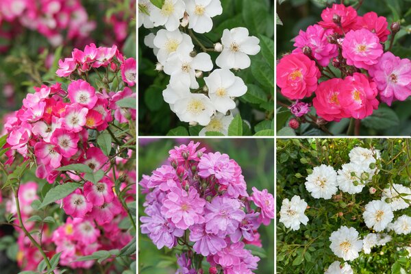 Rosen Bundle, Set, Hagebuttenschmuck für die Floristik, 5 Roseasy Rosen Bundle, Set, Hagebuttenschmuck für die Floristik, 5 Roseasy