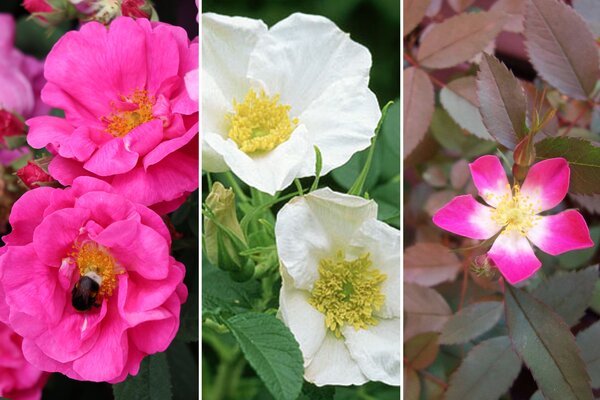 Rosen Bundle, Rosenhecke fr Insekten und Vgel, 3 Sorten