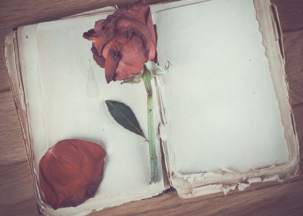Rosenblätter trocknen zwischen Buchseiten