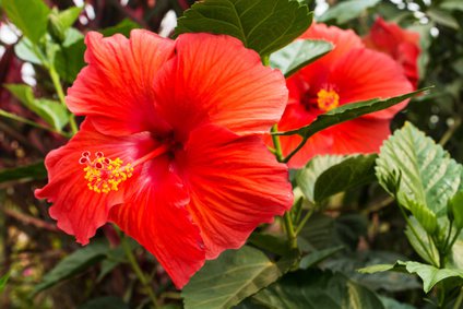 Chinesischer Roseneibisch, Hibiscus rosa-sinensis