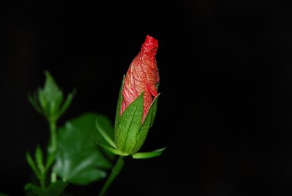 Hibiskusblüte, geschlossen