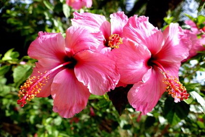 Chinesischer Roseneibisch, Hibiscus rosa-sinensis