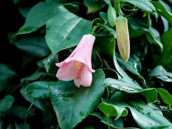 Lapageria rosea