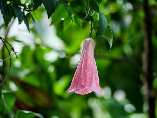 Lapageria rosea