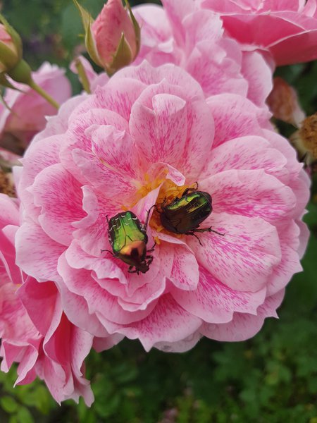 Rosen schädlinge, Rosenkäfer in einer Blüte von Rosa Camelot, Tobias Schäfer