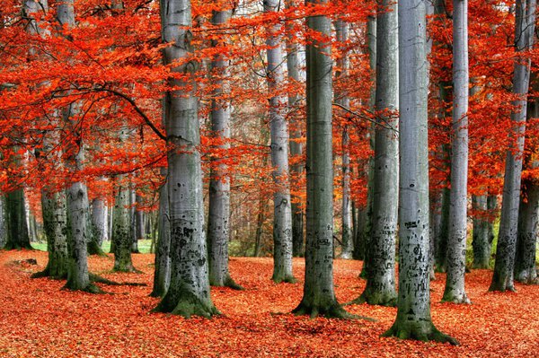 Rotbuchen im Herbst