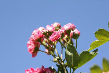 Aufgehende Bluete eines Rotdorns